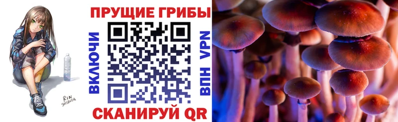 Псилоцибиновые грибы Cubensis наркошоп кракен сайт Цивильск